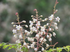 Pterolobium hexapetalum