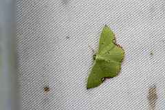 Comibaena procumbaria