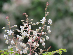 Pterolobium hexapetalum