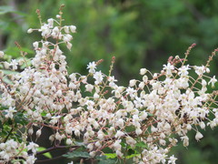 Pterolobium hexapetalum