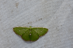 Argyrocosma inductaria