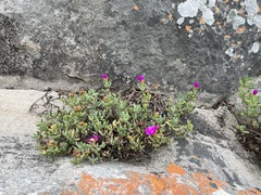 Lampranthus pauciflorus