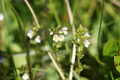 Euphrasia hirtella