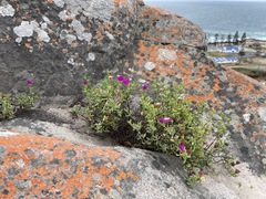 Lampranthus pauciflorus