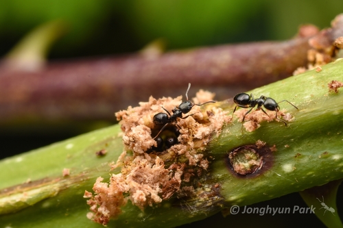 Copper-bellied Ant photo 4