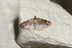 Xanthorhoe spadicearia