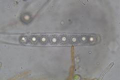 Octospora maireana