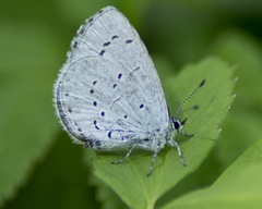 Celastrina argiolus