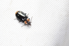 Physodera amplicollis