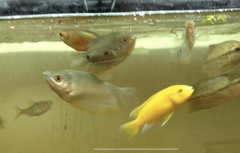 Trichopodus microlepis