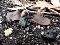 Plicaria endocarpoides