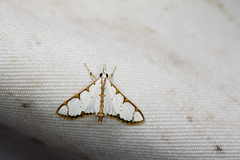 Cirrhochrista spinuella