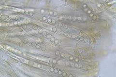 Plicaria endocarpoides