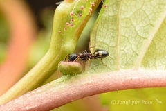 Dolichoderus sibiricus