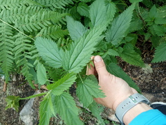 Urtica sondenii