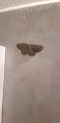Dicrognophos sartata