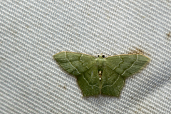 Idiochlora ussuriaria