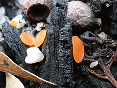 Pulvinula archeri