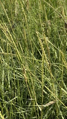 Sporobolus anglicus