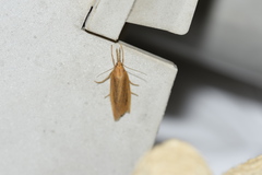 Schoenobiinae