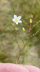 Linum catharticum