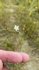 Linum catharticum
