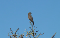 Aviceda madagascariensis