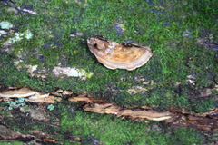 Steccherinum rawakense