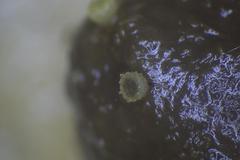 Ascobolus crenulatus