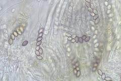 Ascobolus crenulatus