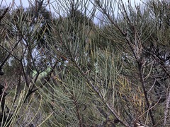 Allocasuarina mackliniana