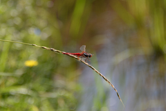 Crocothemis servilia mariannae