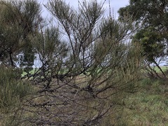 Allocasuarina mackliniana