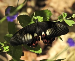 Papilio ambrax