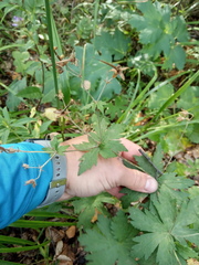 Geranium pseudosibiricum