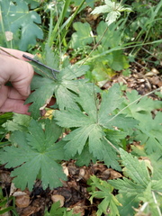 Geranium pseudosibiricum
