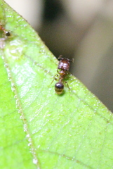 Pheidole pieli