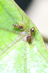 Pheidole pieli