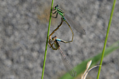 Ischnura senegalensis