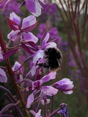 Bombus wurflenii