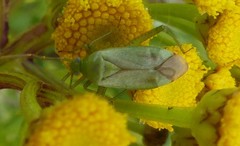 Adelphocoris quadripunctatus