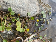 Ranunculus natans