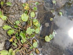 Ranunculus natans