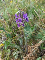 Oxytropis ambigua