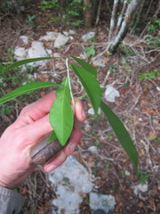 Gymnanthes lucida