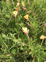 Oenothera pubescens