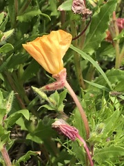 Oenothera pubescens