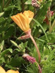 Oenothera pubescens