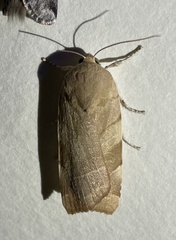 Noctua fimbriata