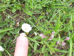Evolvulus sericeus